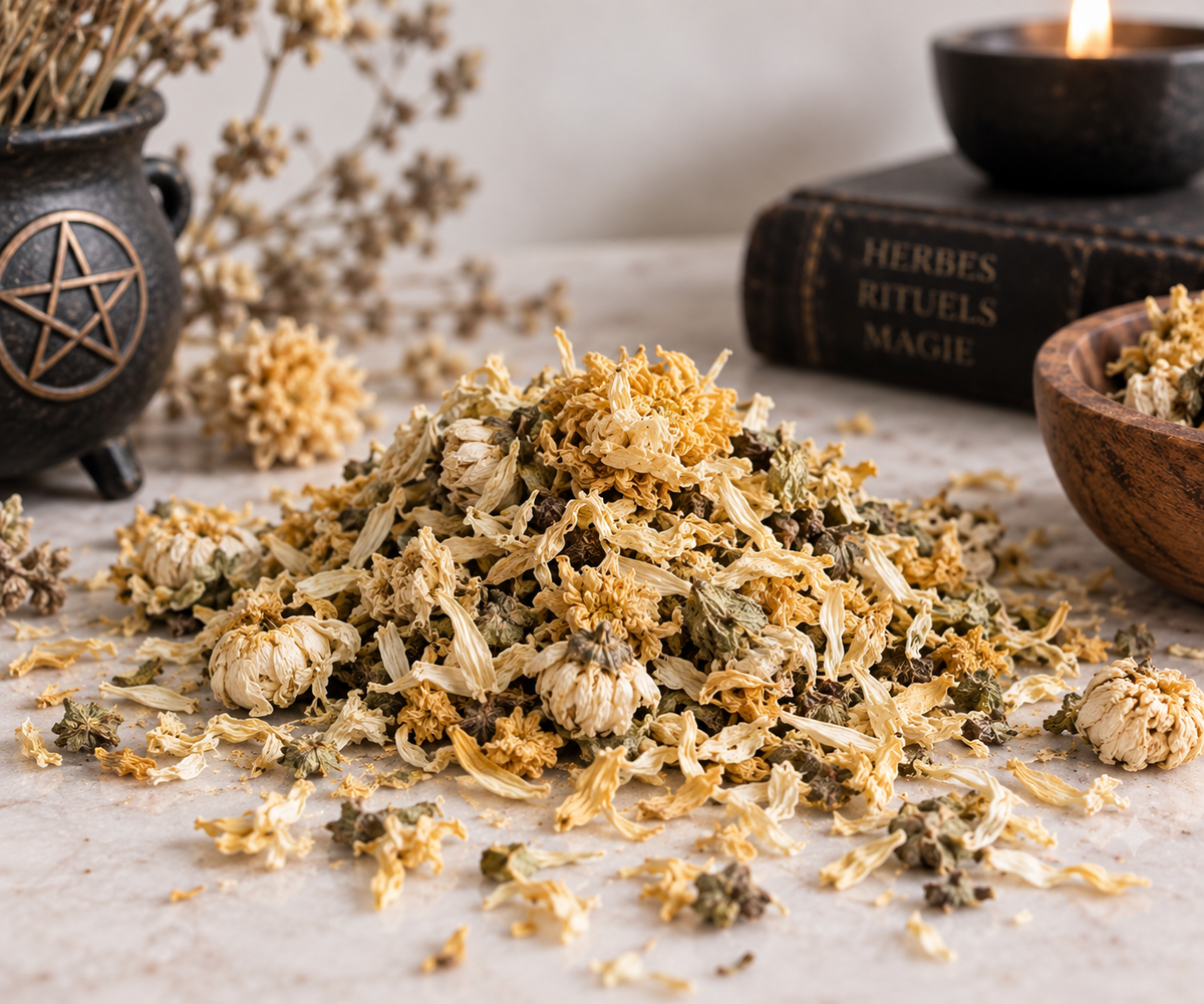 Chrysanthème séché 15 g, fleur rituelle de sorcellerie associée à la protection, sérénité, chance et renouveau.