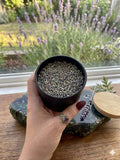 Pot en verre noir mat avec couvercle en bambou – 113 ml - idéale pour herbes, bougies, objets ésotériques - Enchantement et Sortilèges